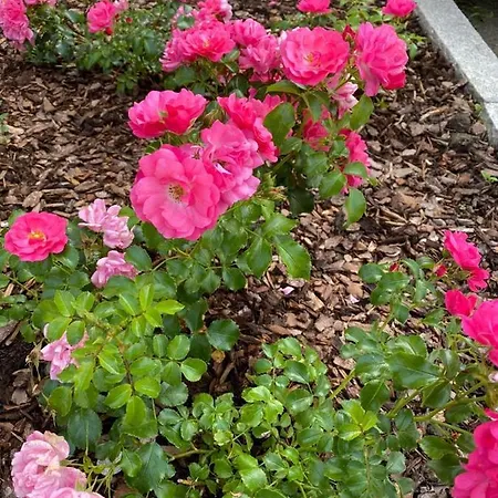 Berg&selig Ferienhaus 公寓 普法尔韦尔芬