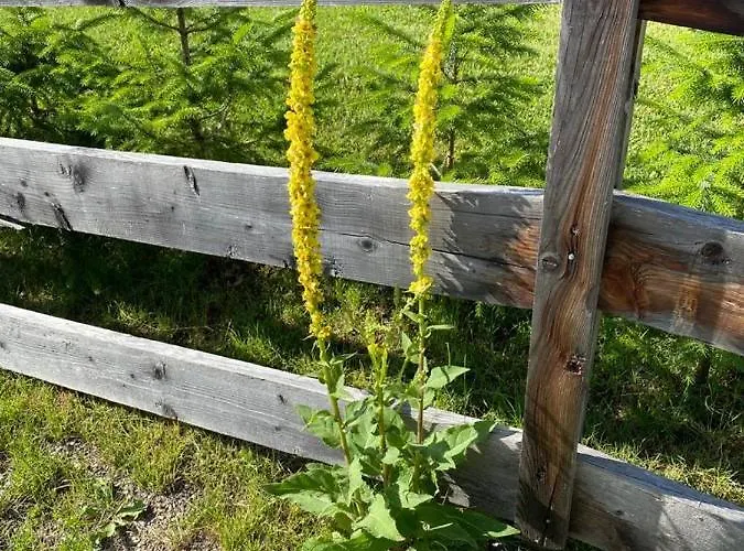Lejlighed Berg&selig Ferienhaus Pfarrwerfen