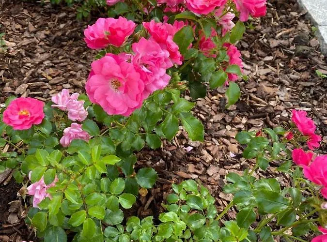 Berg&selig Ferienhaus Lejlighed Pfarrwerfen